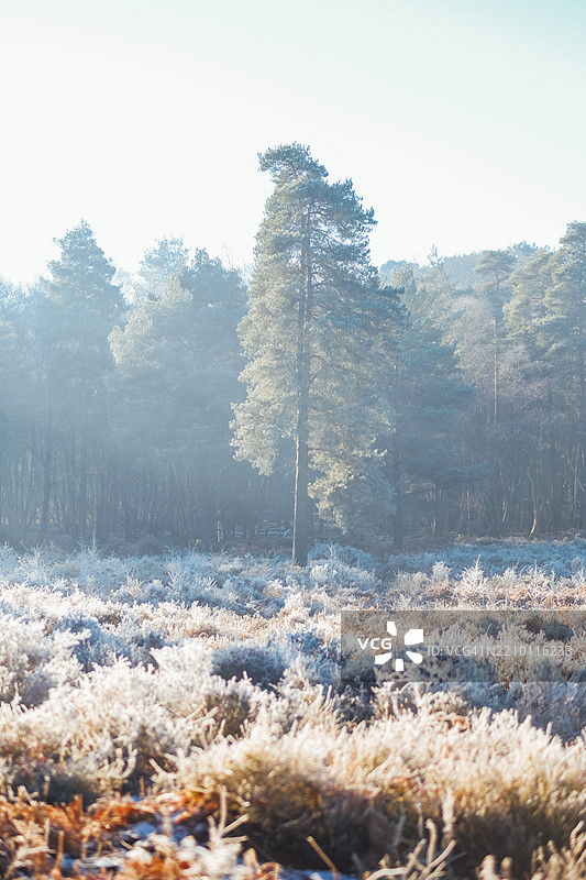 伯克郡林地中的冬日阳光图片素材