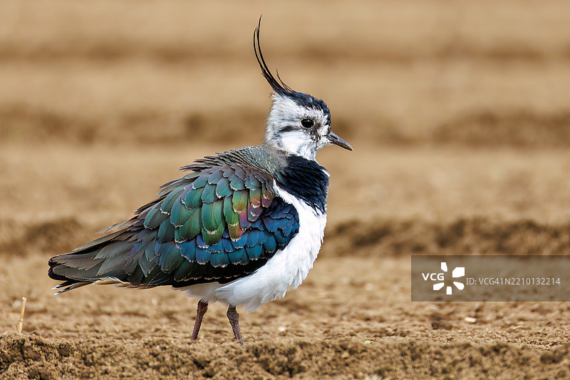 北方燕鸥（Vanellus vanellus，属于鸻科）是稻田的女神，拥有美丽的结构色。神奈川县平塚市的冈崎稻田 - 2025图片素材