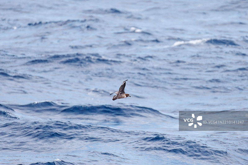 一只美丽的短尾海燕，属于鸻科，在水中飞翔。图片素材