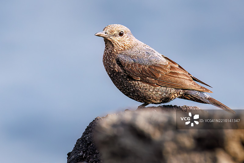 美丽的蓝岩鹨(Monticola solitarius,贝维克的知更鸟科)拍打着翅膀飞出。日出时分的底古港和底古海滩。八丈岛,伊豆群岛,东京 - 2025年3月2日。图片素材
