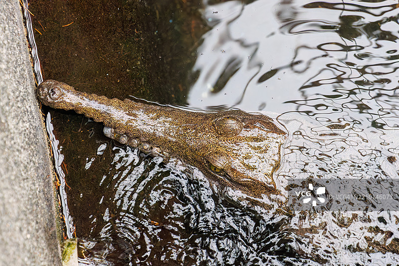 假鳄（Tomistoma schlegelii，鳄科）从水面浮出。图片素材