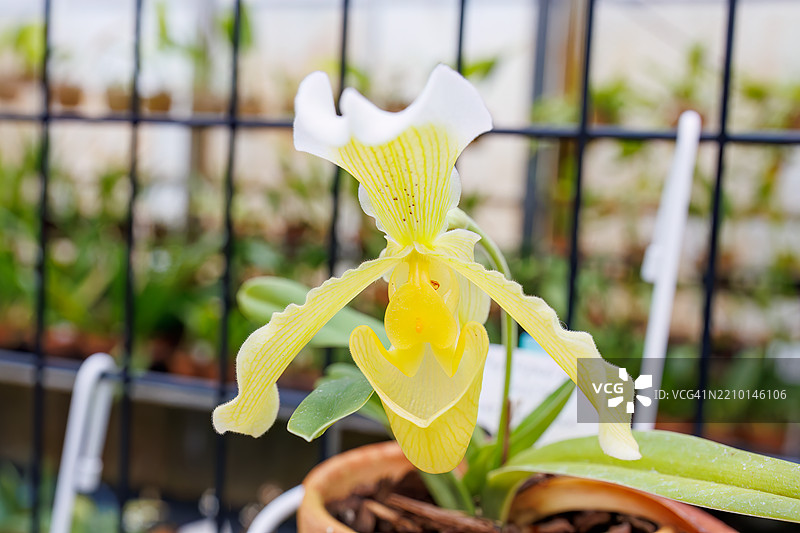 美丽的兰花（兰科）。兜兰图片素材