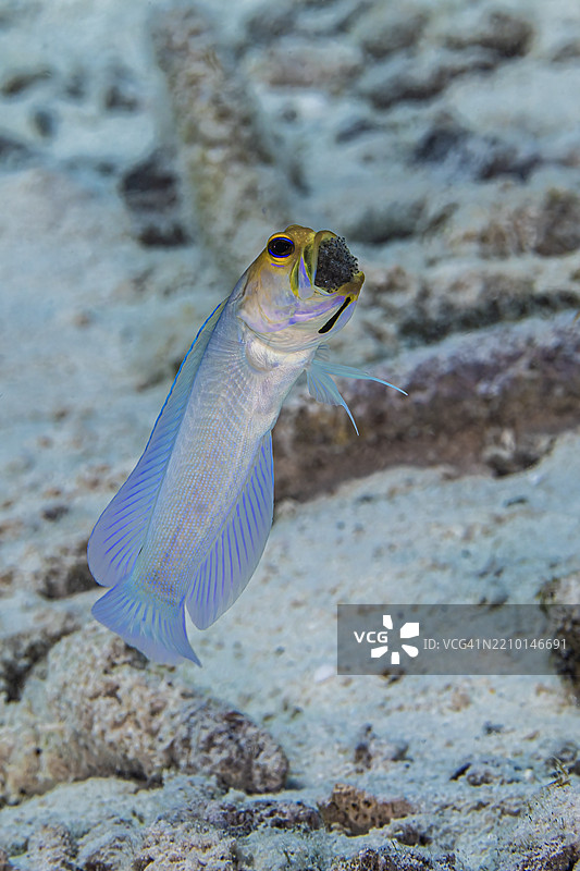jawfish8图片素材