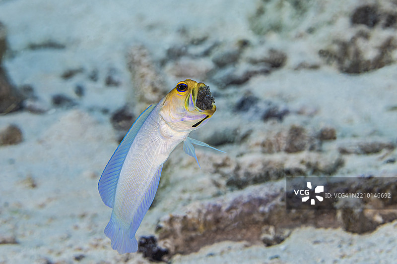 jawfish10图片素材