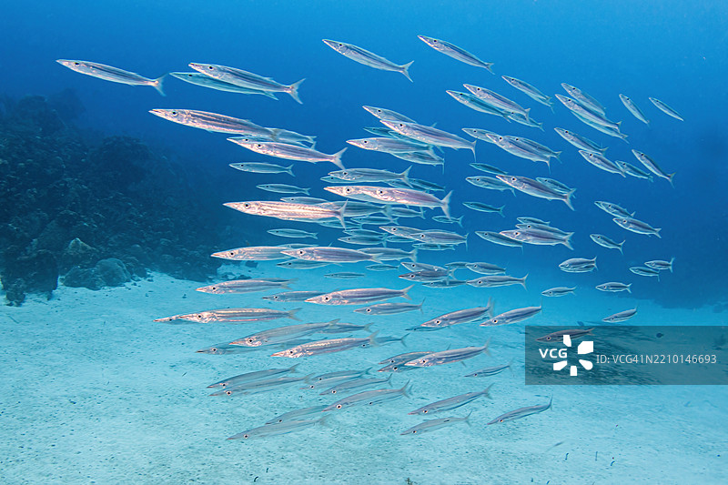 SouthernSennet3图片素材