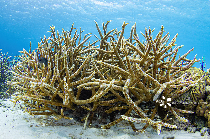 鹿角珊瑚2图片素材