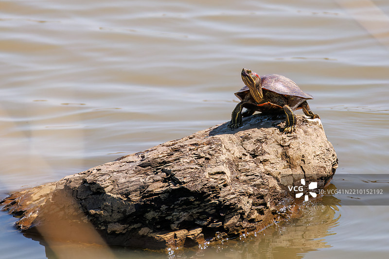 一只红耳龟（Trachemys scripta，Testudo graeca）从水中浮出水面。图片素材