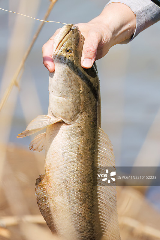 用诱饵捕获的蛇头鱼（Carmuchee，Channa argus，福尔摩沙泥鳅科）。图片素材