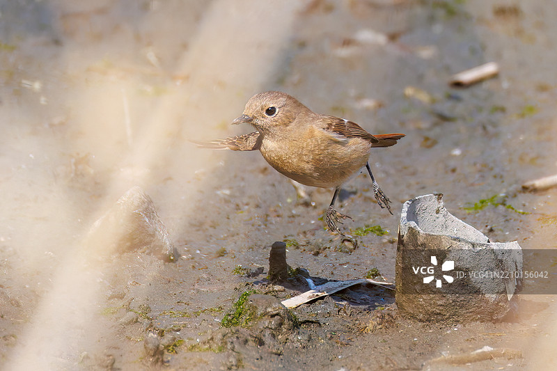 一只可爱的达乌尔红尾鸲（Phoenicurus auroreus）起飞捕捉一只飞虫。图片素材