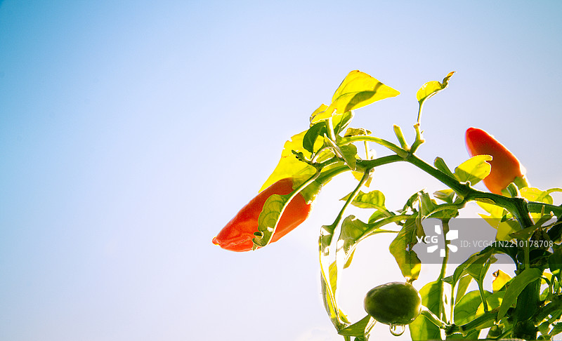 阳光照耀下的红辣椒图片素材