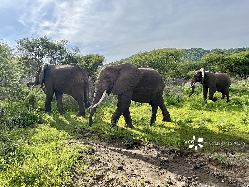 坦桑尼亚-马尼亚拉湖-公园里的大象图片素材