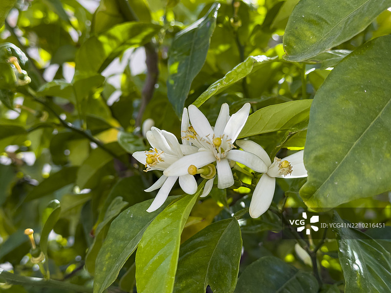 橙花，希腊的春天图片素材