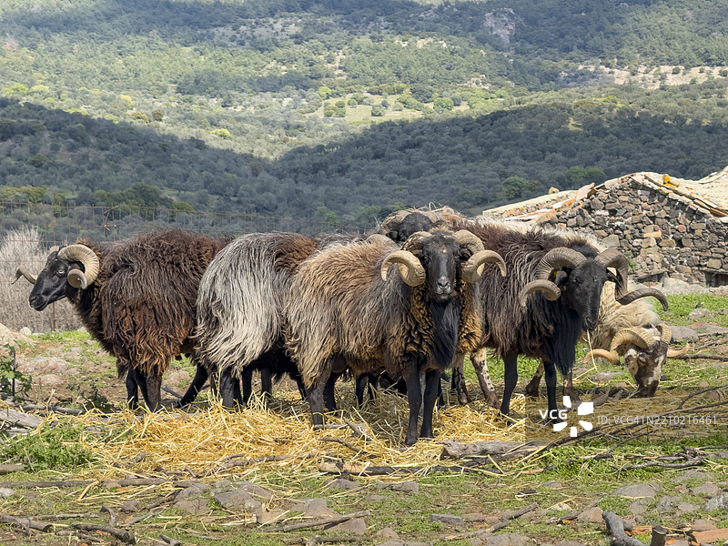 毛茸茸的羊，莱斯沃斯，米提利尼 - 春天图片素材