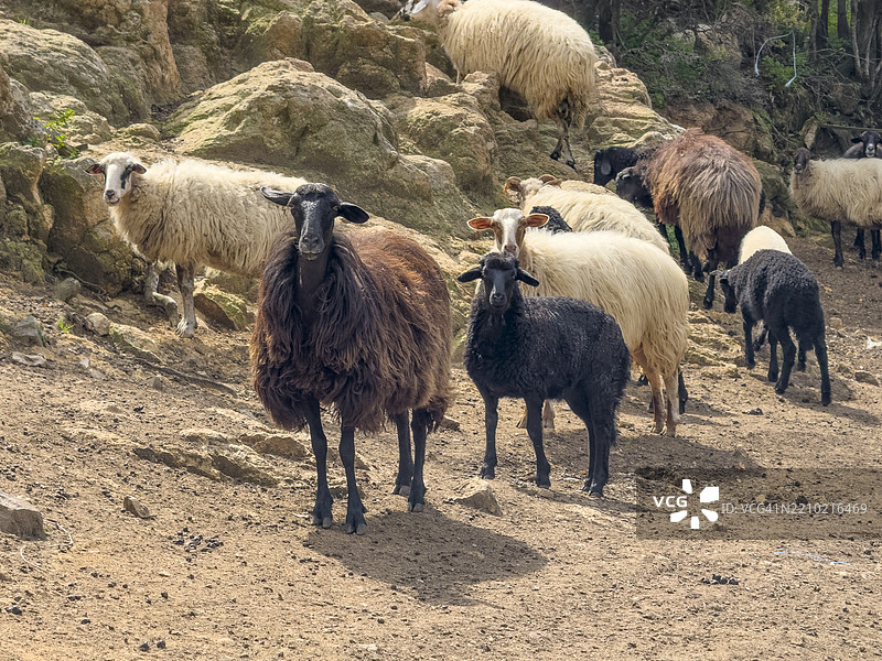 毛茸茸的羊，莱斯沃斯岛，米提利尼 - 春天图片素材