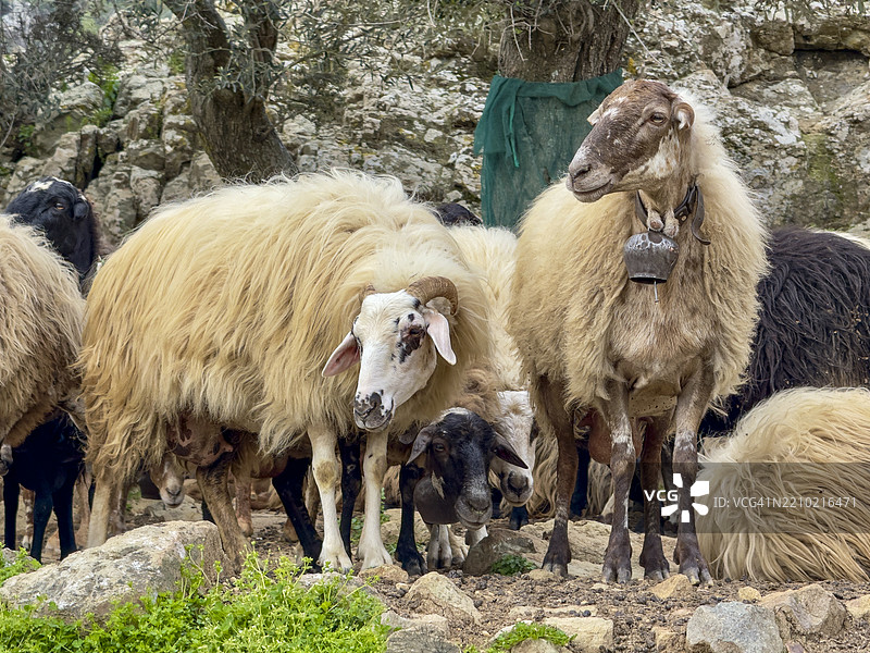 毛茸茸的羊，莱斯沃斯岛，米提林 - 春天图片素材