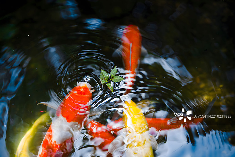 金鱼池图片素材
