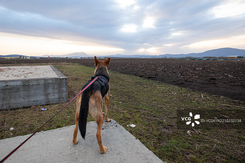 布拉索夫，特兰西瓦尼亚的遛狗图片素材