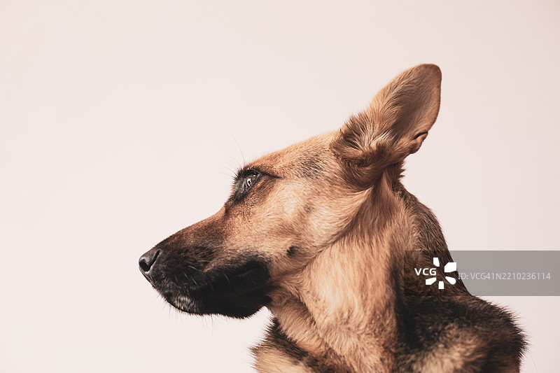 德国牧羊犬侧面轮廓图片素材