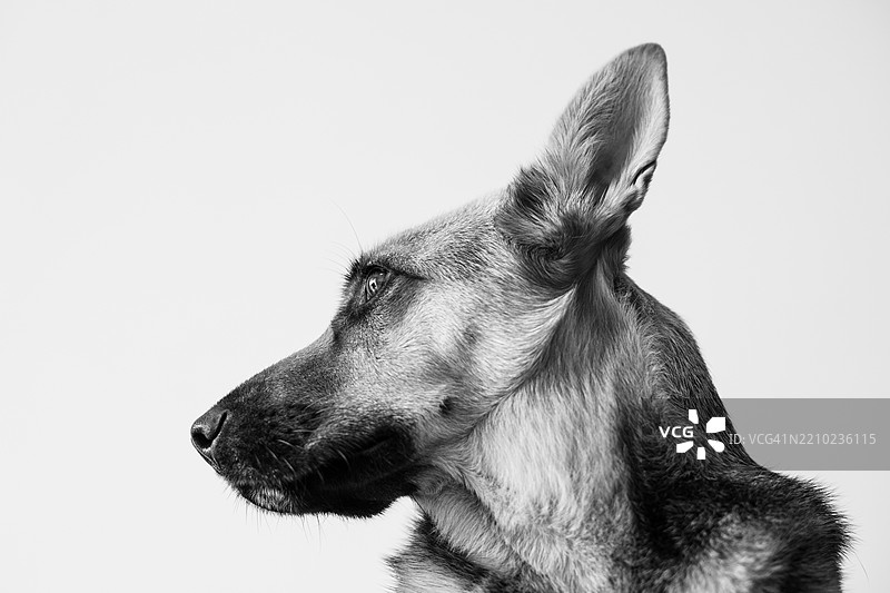 黑白宠物狗侧面轮廓图片素材