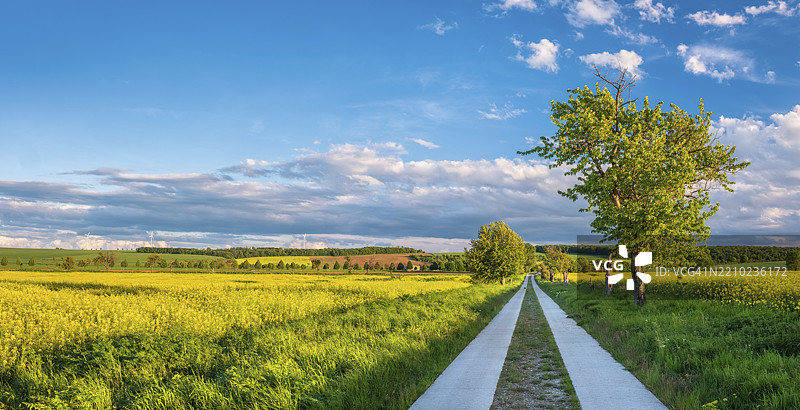 春天傍晚的典型田野景观中，一条由混凝土板铺成的笔直小路，盛开的油菜花田，蓝天与暴风云。德国萨克森-安哈尔特州布尔根兰县弗雷堡（乌恩斯特鲁特）。图片素材