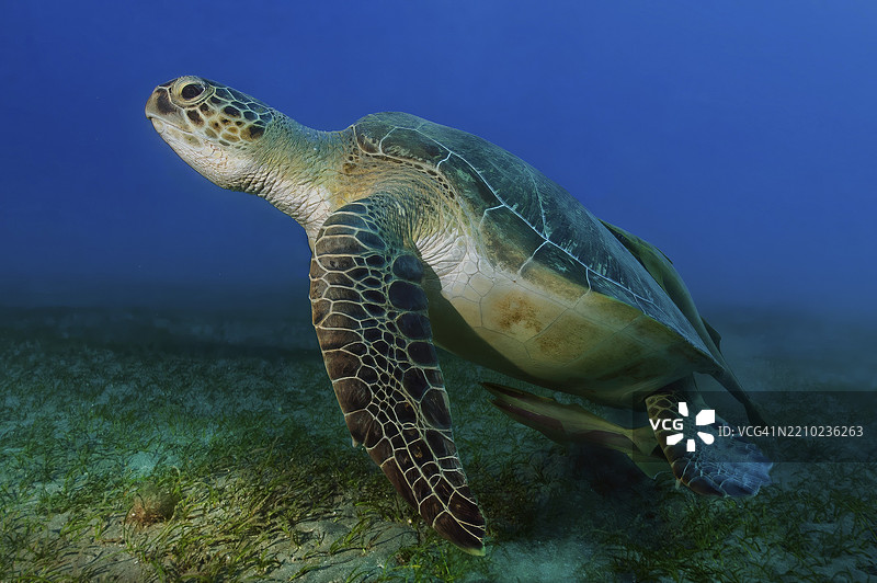 水下照片 大型绿海龟(Chelonia mydas)在海草草甸(Cymodocea serrulata)上游泳(红海,阿布达巴布,马萨阿拉姆,埃及,非洲)图片素材