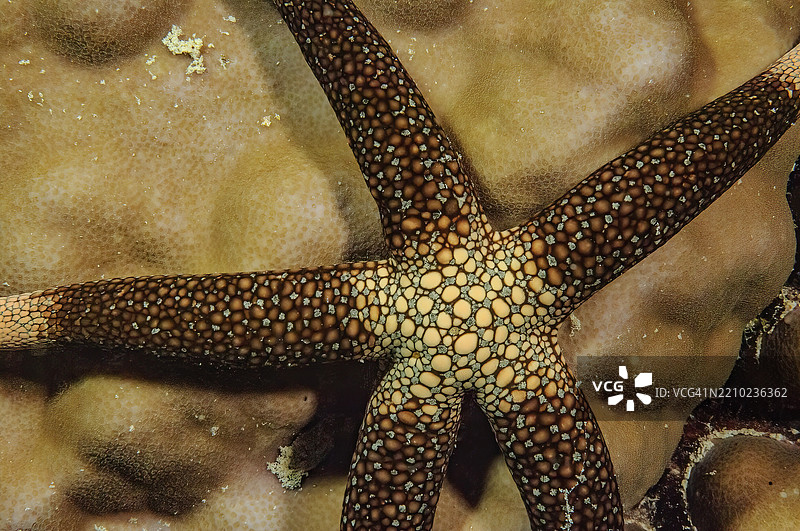 新喀里多尼亚海星(Nardoa novaecaledoniae)特写水下照片,黄色网状海星,印度洋,太平洋图片素材