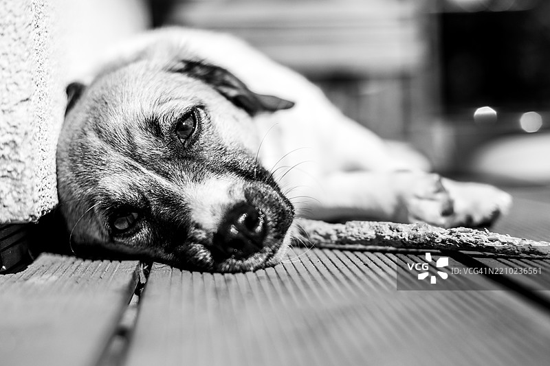 黑白小狗图片图片素材