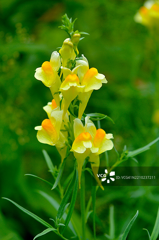 黄蝴蝶草图片素材
