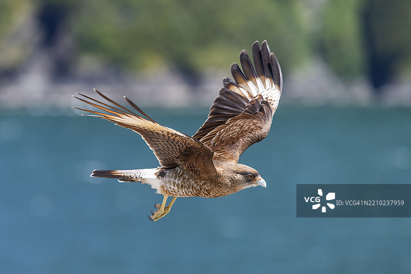 在南美洲智利巴塔哥尼亚的洛斯拉戈斯地区，卡列塔·冈萨洛附近，展翅飞翔的游隼（Falco peregrinus）图片素材