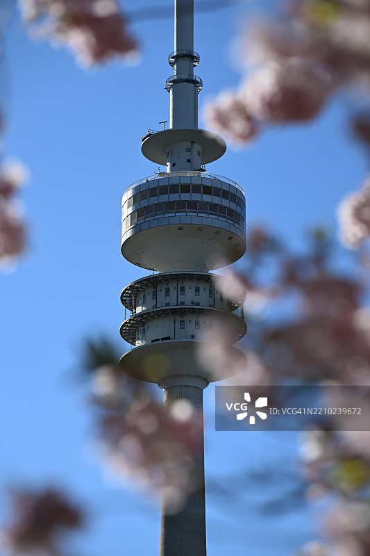 日本樱花,格拉登樱花,东方樱花,格拉登樱花树,日本樱花树(Prunus serrulata),在慕尼黑奥林匹克公园奥林匹克塔后面,巴伐利亚,德国,欧洲图片素材