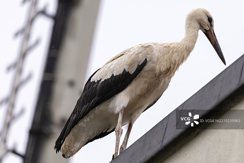 一只年轻的鹳站在屋顶上向下看，施陶宾，巴伐利亚州下部图片素材