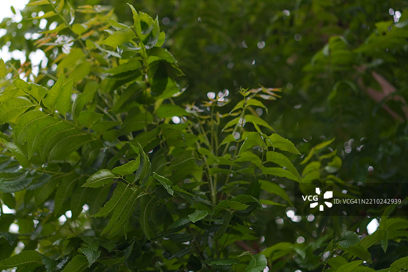 印度苦楝树，尼姆，玛戈萨，奎宁图片素材
