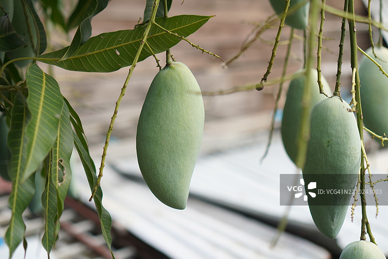 芒果树图片素材