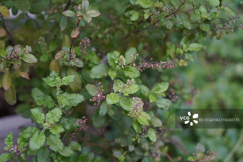 泰国圣罗勒（Ocimum tenuiflorum sanctum）或称为Tulsi kaphrao，直立生长，绿叶蔬菜，花朵在自然背景的花园中盛开。图片素材