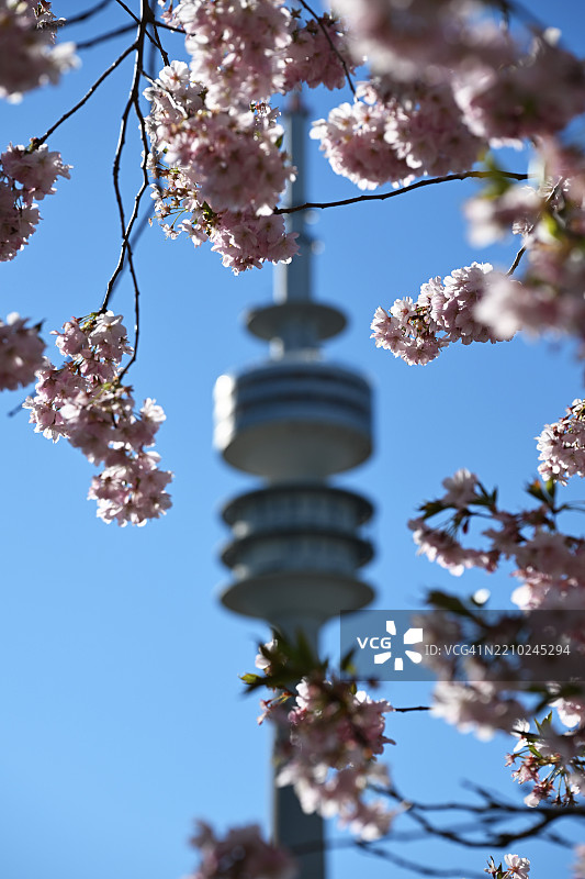 日本樱花,格拉嫩樱花,东方樱花,格拉嫩樱花树,日本樱花树(Prunus serrulata),在慕尼黑奥林匹克公园奥林匹克塔后面,巴伐利亚,德国,欧洲图片素材