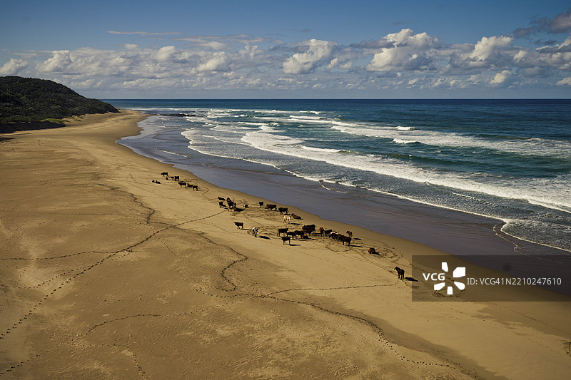 海滩上的牛，沙滩上的蹄印，印度洋，海洋，海浪，沙滩，灌木，云朵，马盖特，东开普省，南非，非洲图片素材