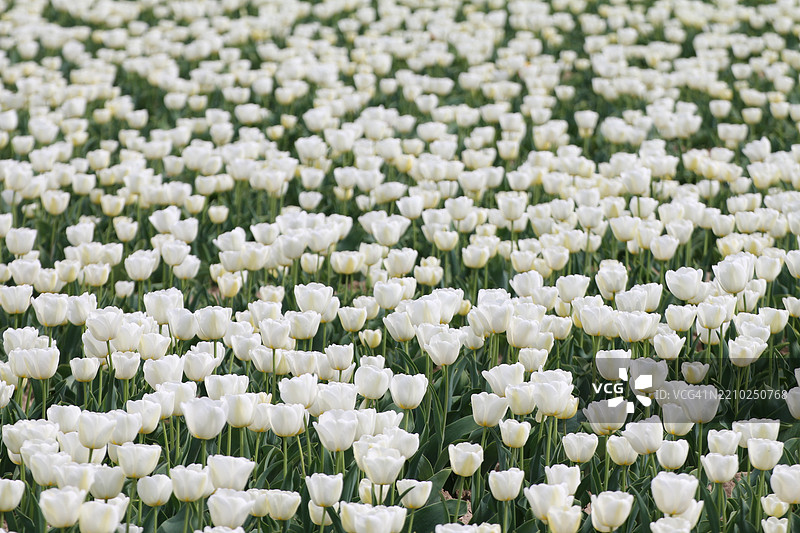 白色郁金香的田野图片素材