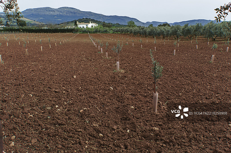 西班牙红土种植园中，成排年轻的橄榄树在生长，背景是山脉。图片素材