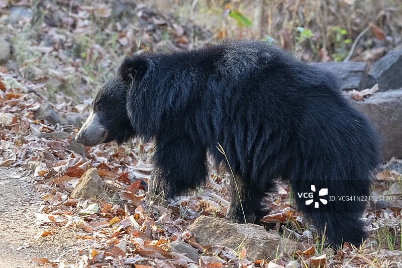 懒熊(Melursus ursinus),熊(Ursidae),食肉动物(Carnivora),巴鲁,萨图拉国家公园,老虎保护区,中央邦,帕赫马尔希生物圈保护区,印度,亚洲图片素材
