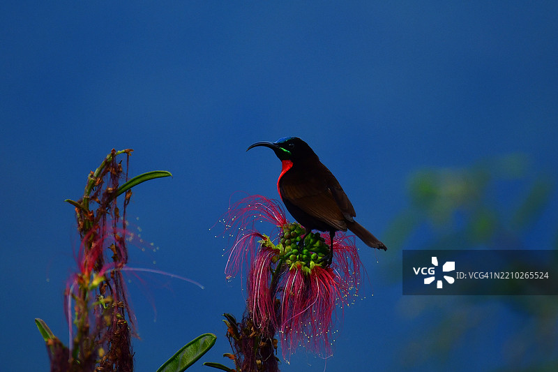 红胸太阳鸟 (Chalcomitra senegalensis)图片素材