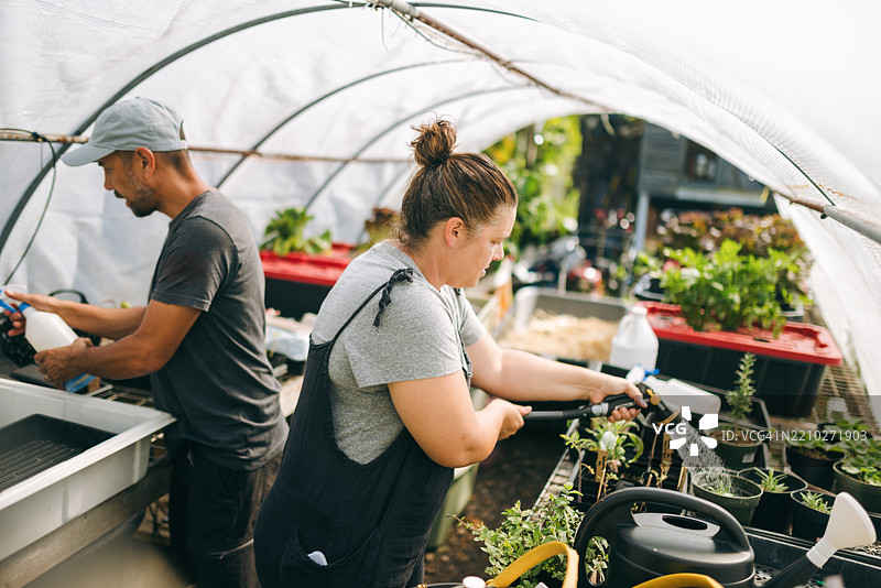 在夏威夷农场温室工作的情侣图片素材