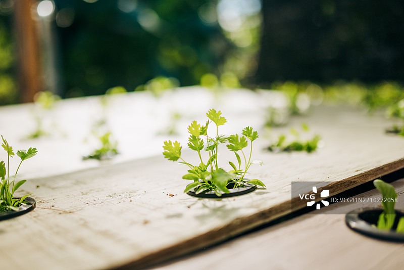 水培温室中的香菜生长图片素材