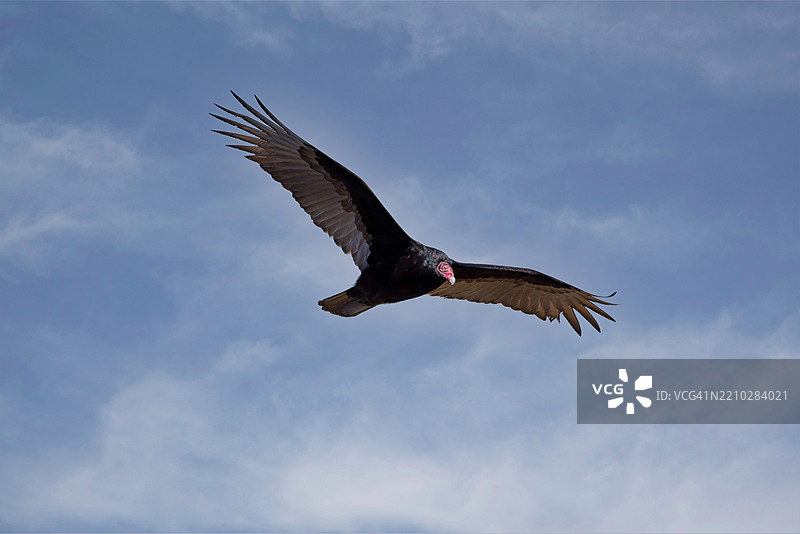 低角度视图的鹰在天空中飞翔，阿肯色州小石城，美国图片素材