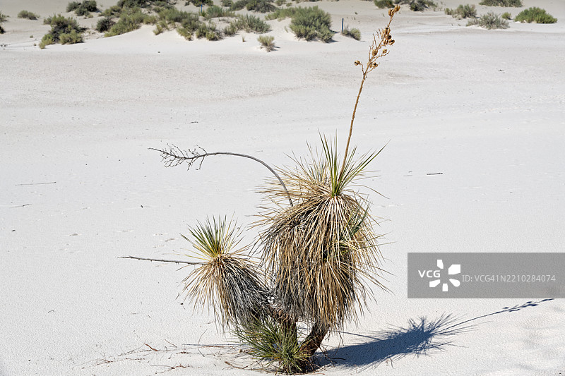 任何理由去白沙国家公园，白沙国家公园，美国，USA图片素材