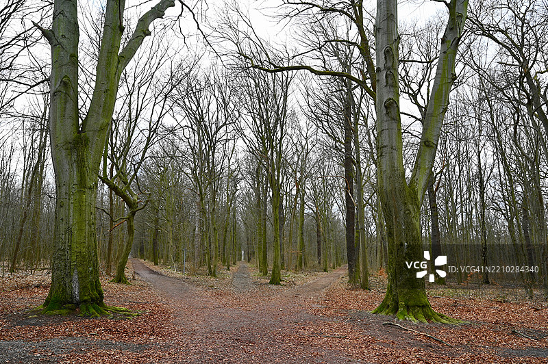 森林中生长的树木图片素材