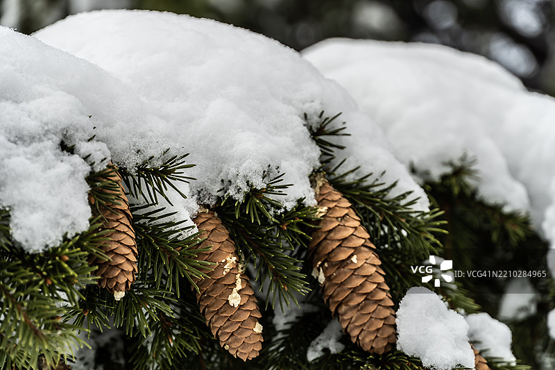 松树特写图片素材