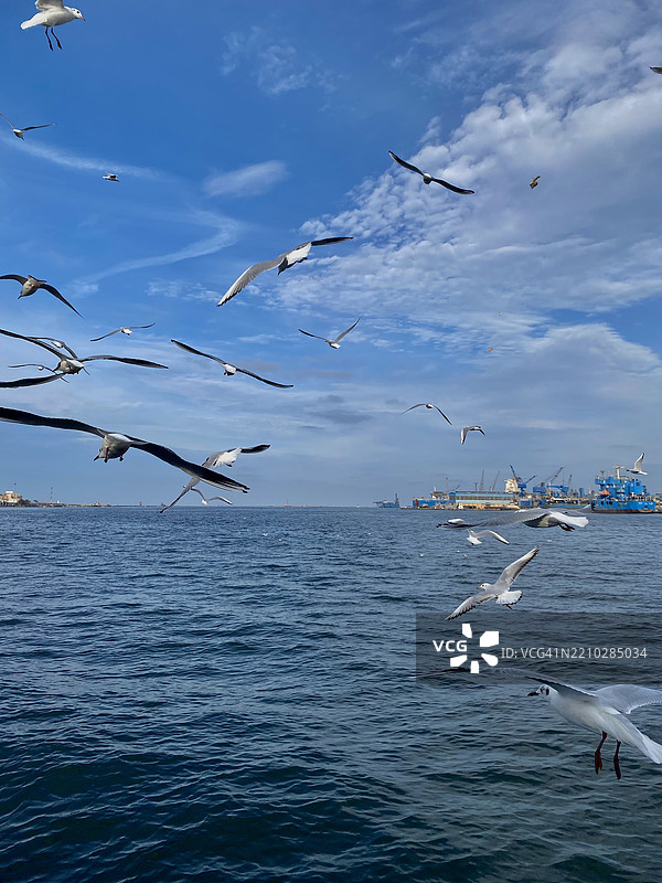 加利福尼亚海滩上飞翔的风筝，埃及波尔赛德图片素材