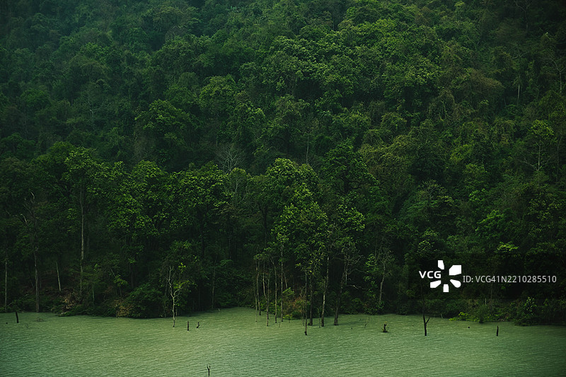 森林中的树木图片素材
