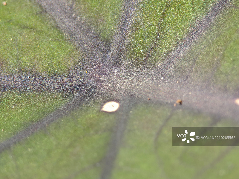 生动植物叶子的细致纹理特写图片素材