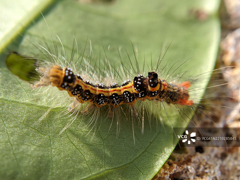 色彩斑斓的毛虫特写在叶子上图片素材